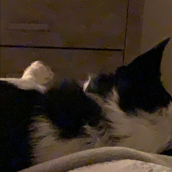 Meet your Posher, Candice - Picture 1 of 1